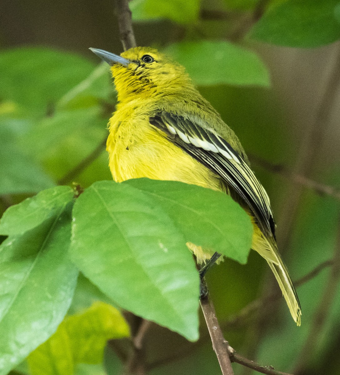 Common Iora - ML608226391