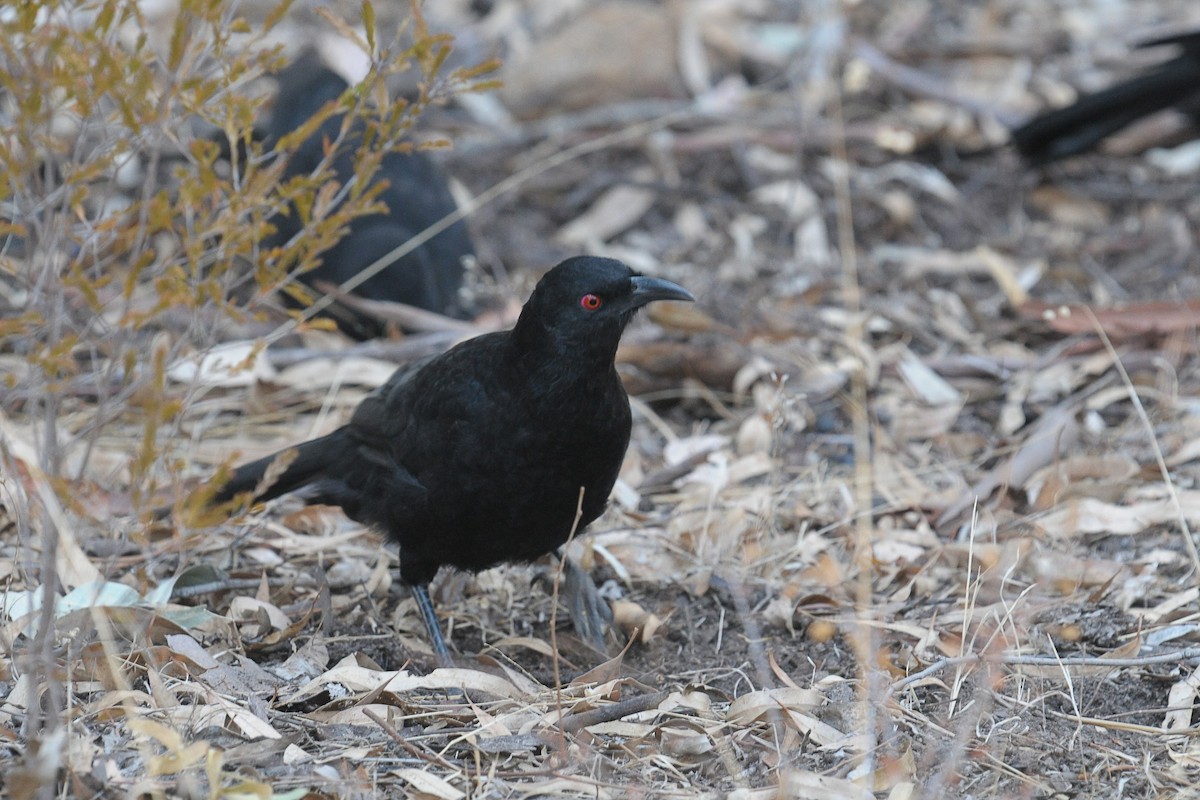 White-winged Chough - ML608227211