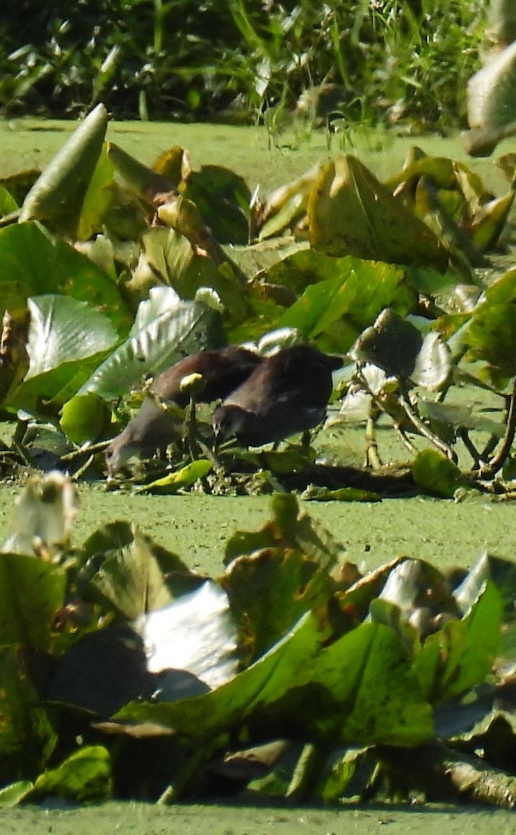 Gallinule d'Amérique - ML608227511