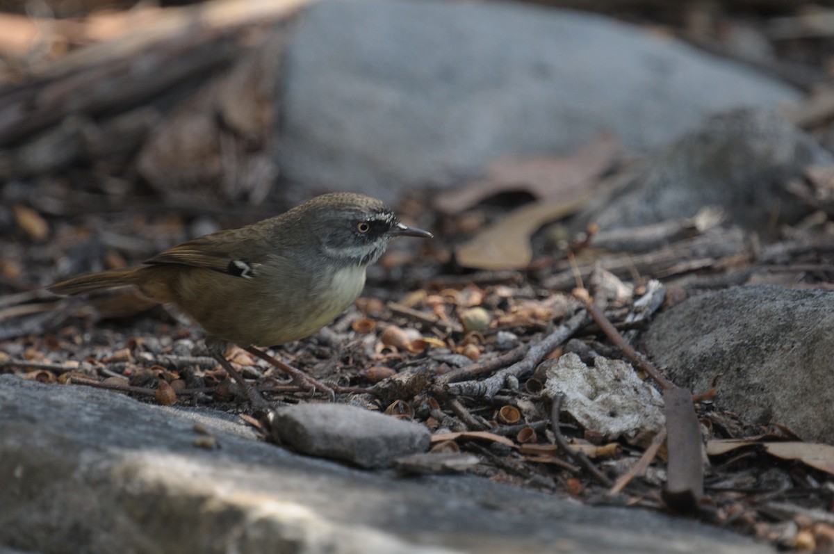 White-browed Scrubwren - ML608228031