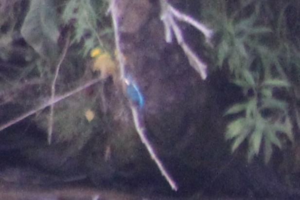 Common Kingfisher - ML608230841