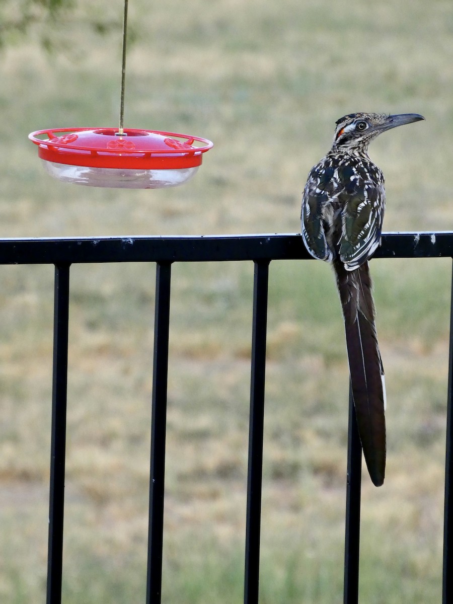 Greater Roadrunner - ML608231251