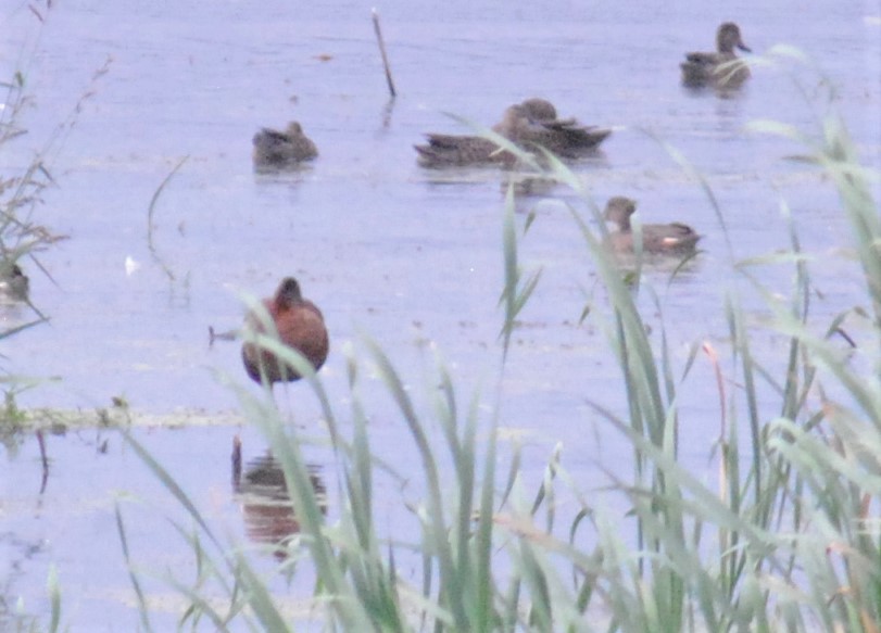 Black-bellied Whistling-Duck - ML608231311