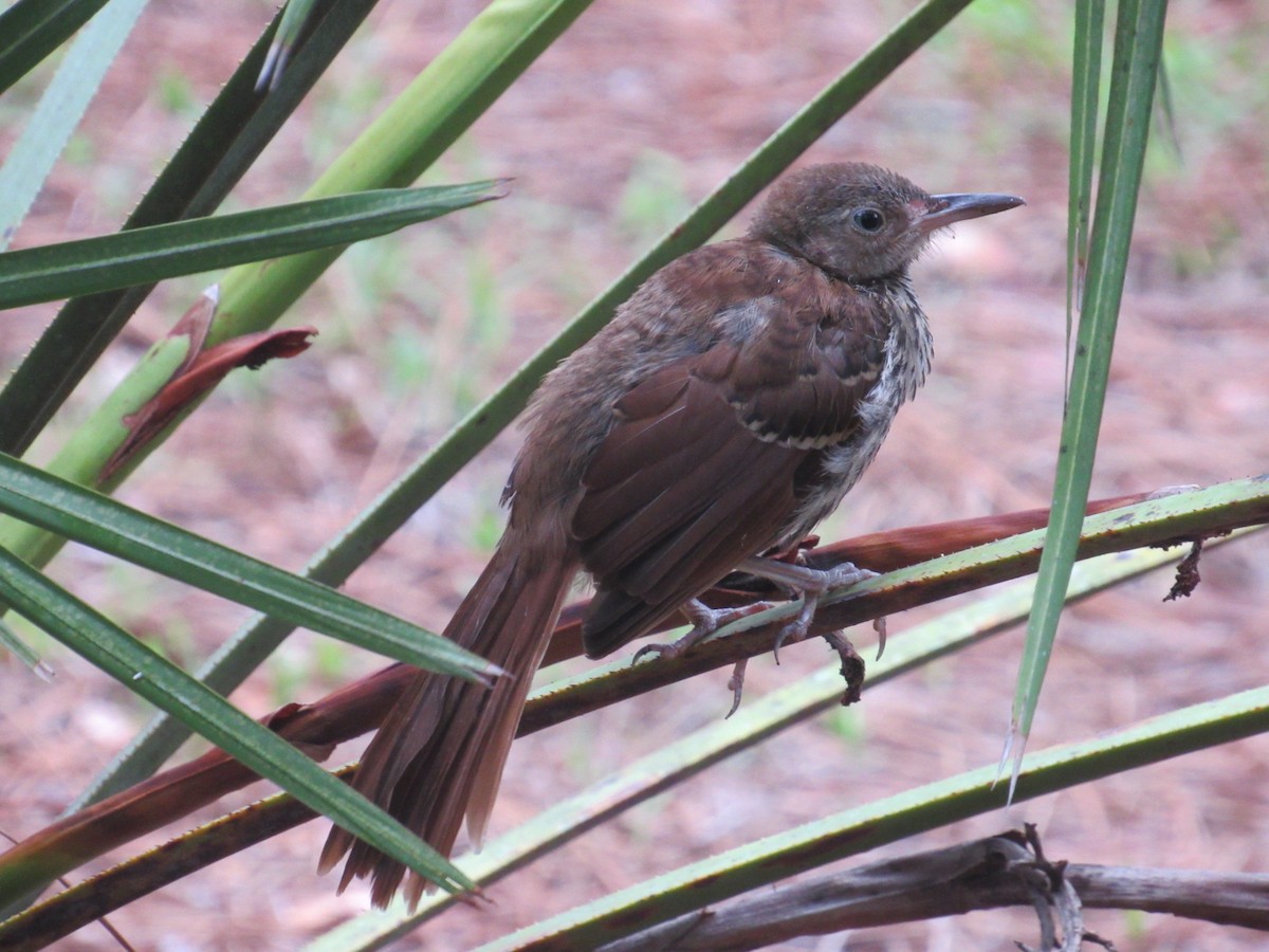 Brown Thrasher - ML60823181