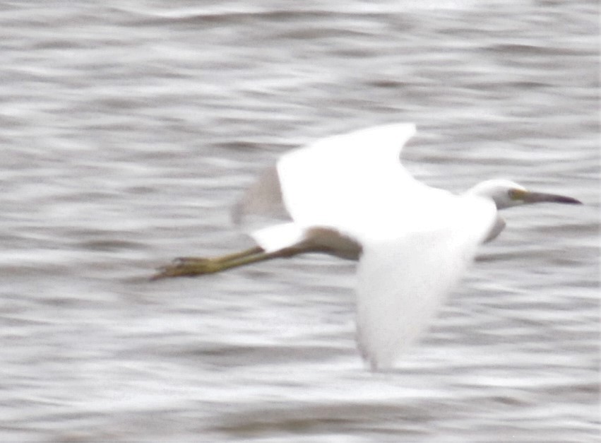 Little Blue Heron - ML608232071