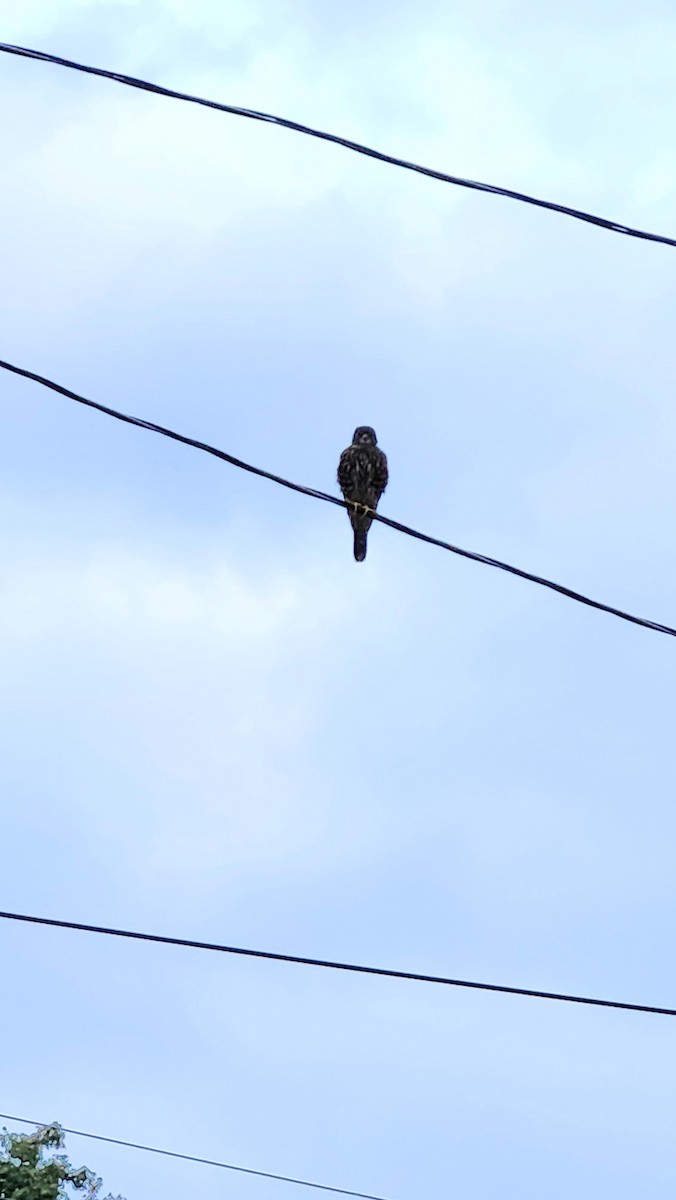 灰背隼 - ML608232381