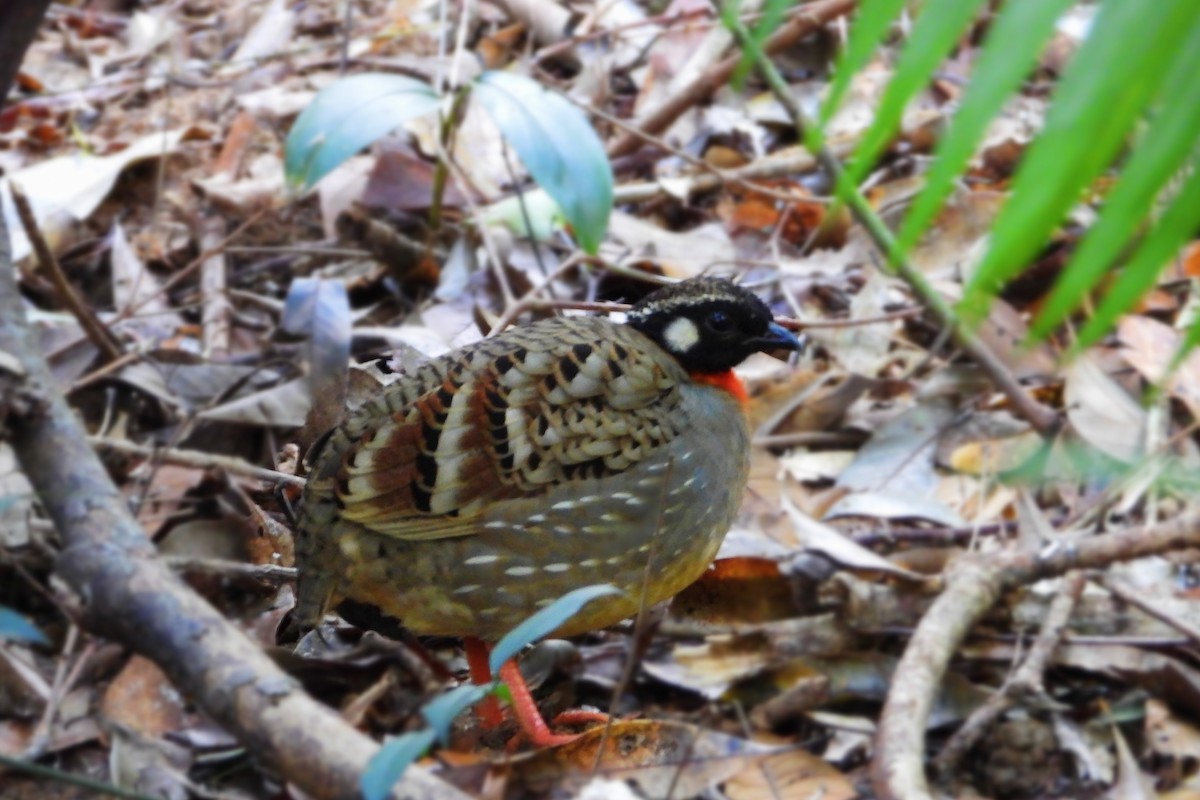 Hainan Partridge - Yangbin Lin