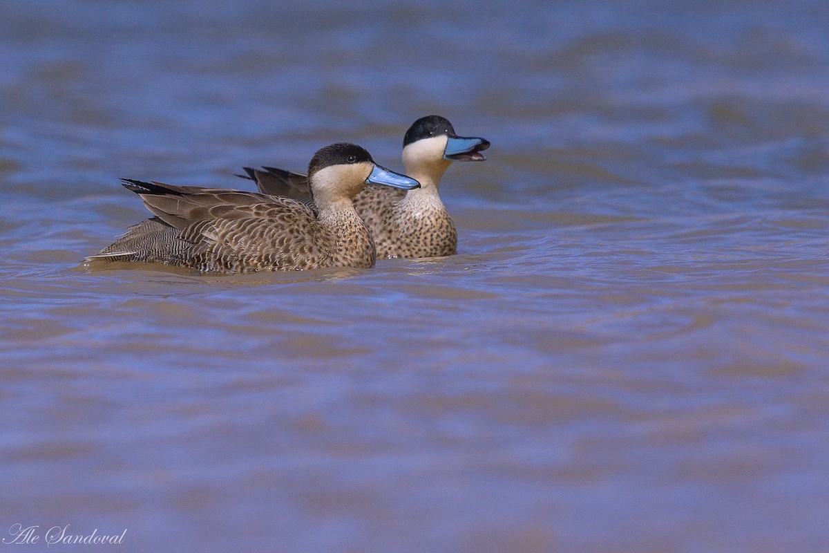 Puna Teal - Alejandro Sandoval