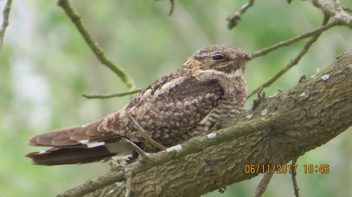 Lesser Nighthawk - ML60823361