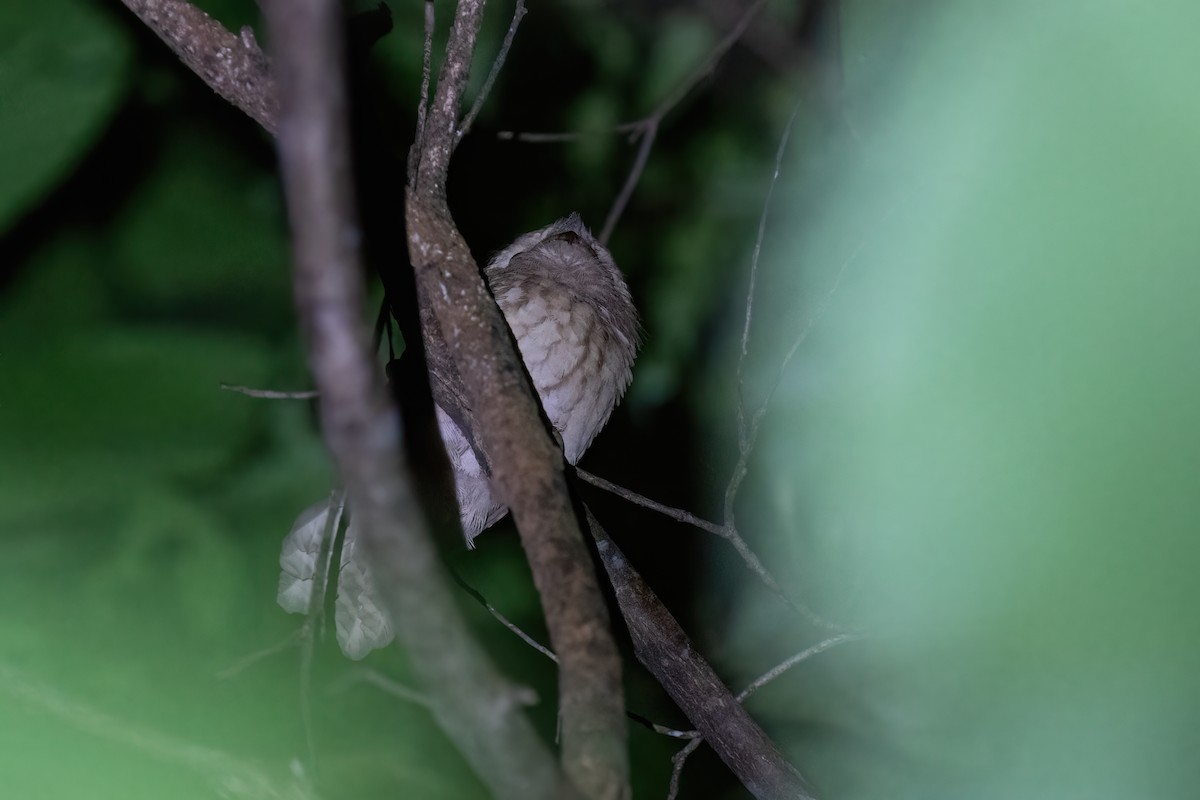 Gould's Frogmouth - ML608234041