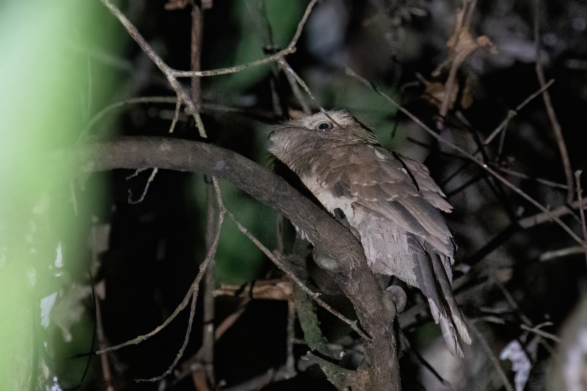 Gould's Frogmouth - ML608234171