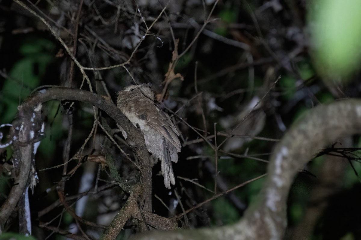 Gould's Frogmouth - ML608234191