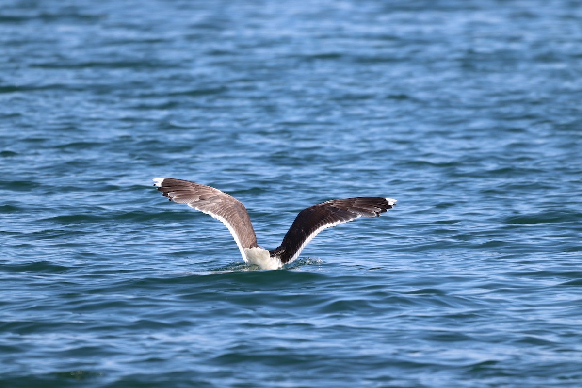 Great Black-backed Gull - JUSTIN HOAGE