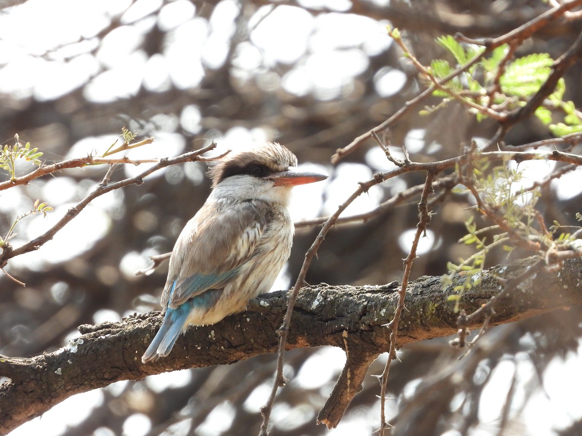 Striped Kingfisher - ML608234731