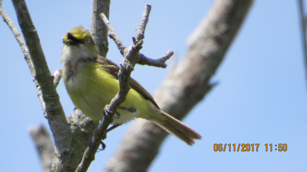 Vireo Ojiblanco - ML60823541