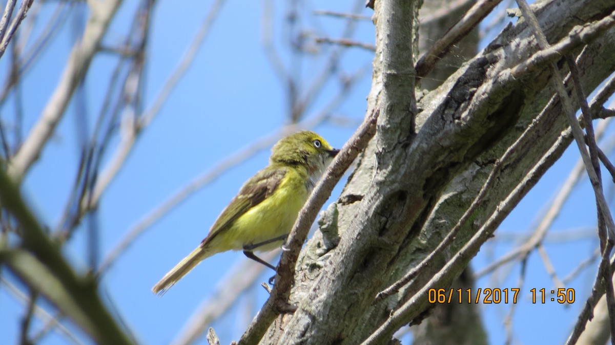 Vireo Ojiblanco - ML60823611