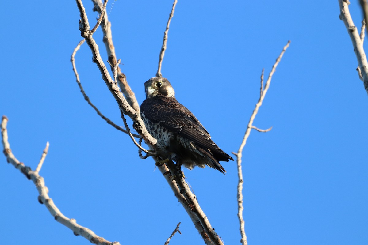 Peregrine Falcon - ML608236351