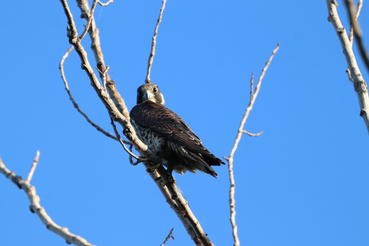 Peregrine Falcon - ML608236361