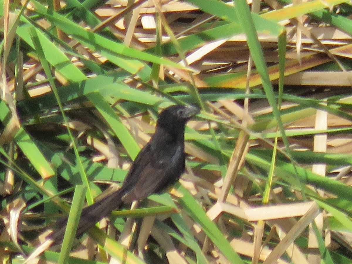 Groove-billed Ani - Manuel Roncal