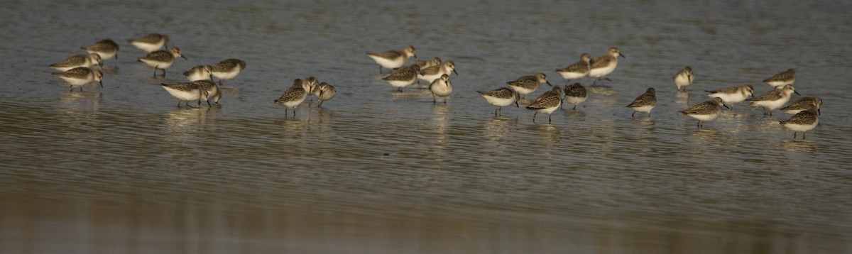 Bergstrandläufer - ML608237761