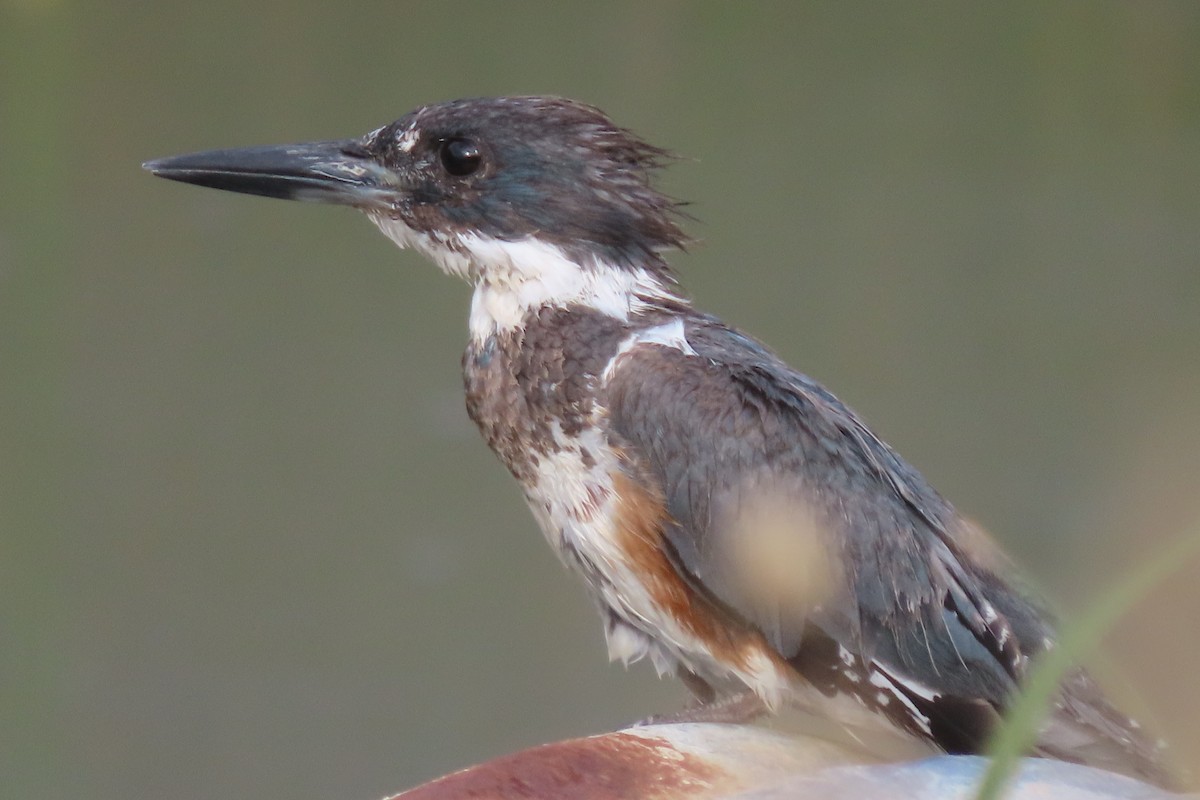 Belted Kingfisher - ML608237911