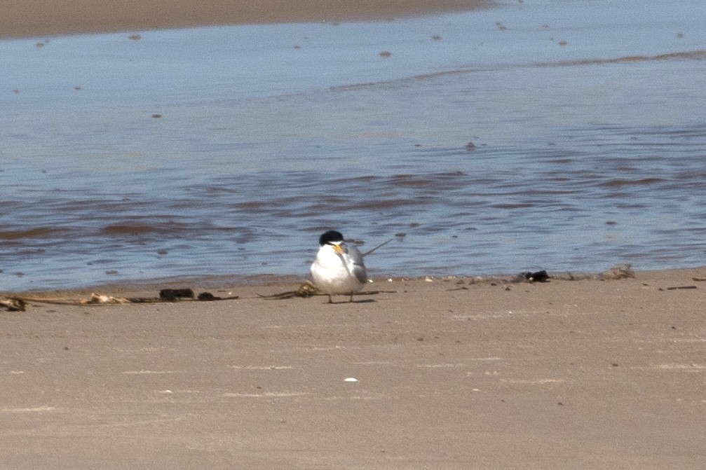 Yellow-billed Tern - ML608238401