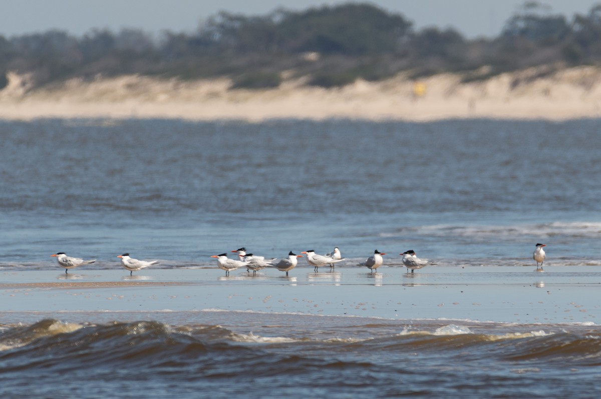 Royal Tern - ML608238461