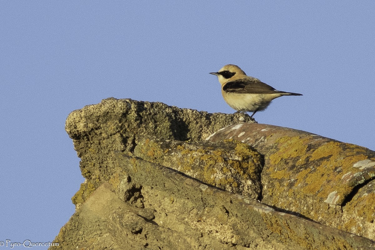 Western Black-eared Wheatear - ML608239051