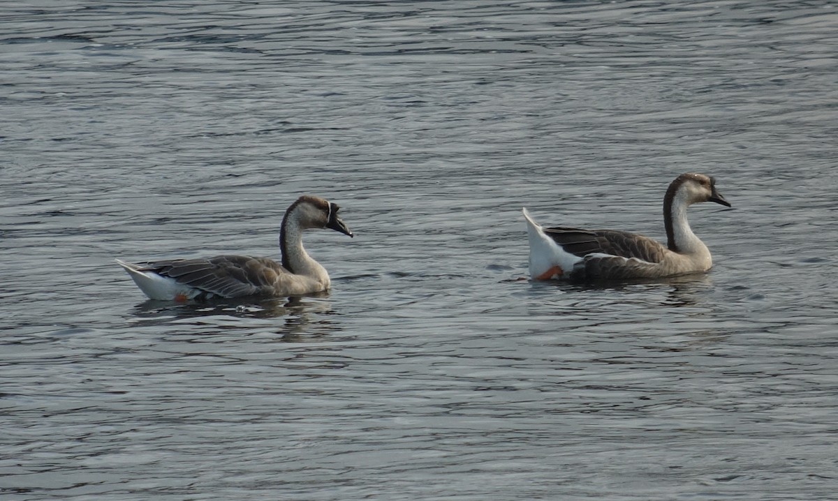 Swan Goose (Domestic type) - ML608239121