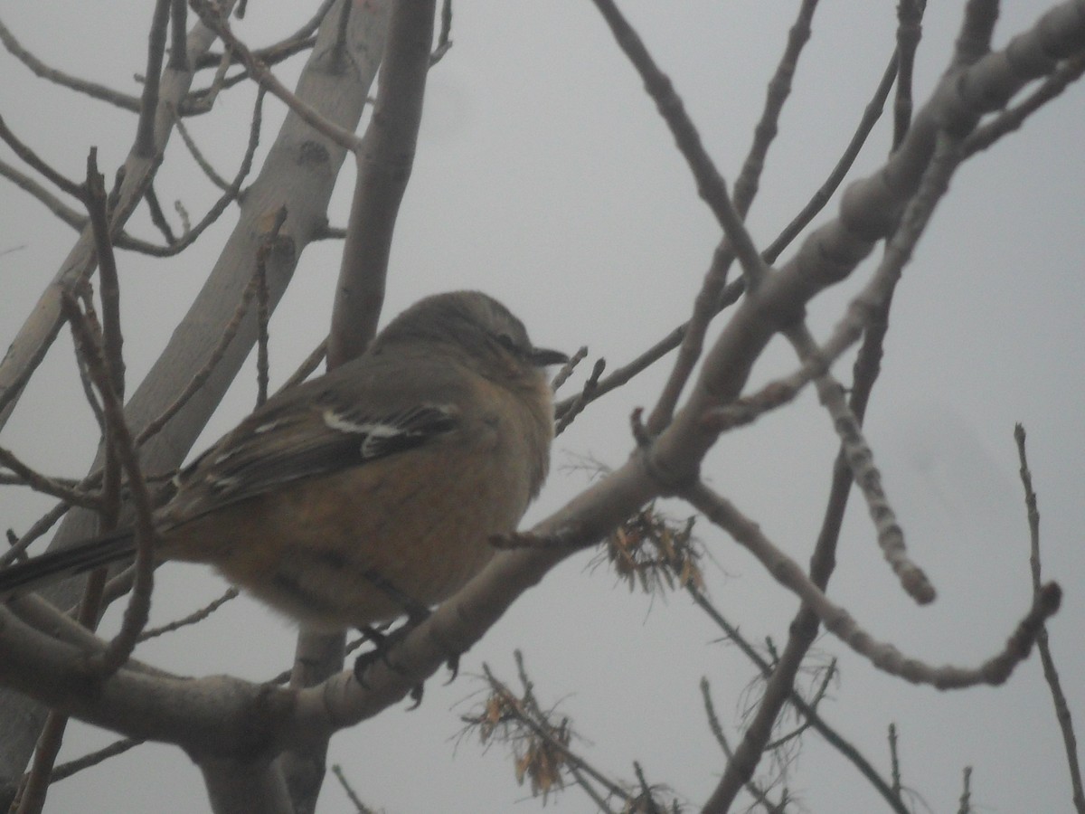 Chalk-browed Mockingbird - ML608239491