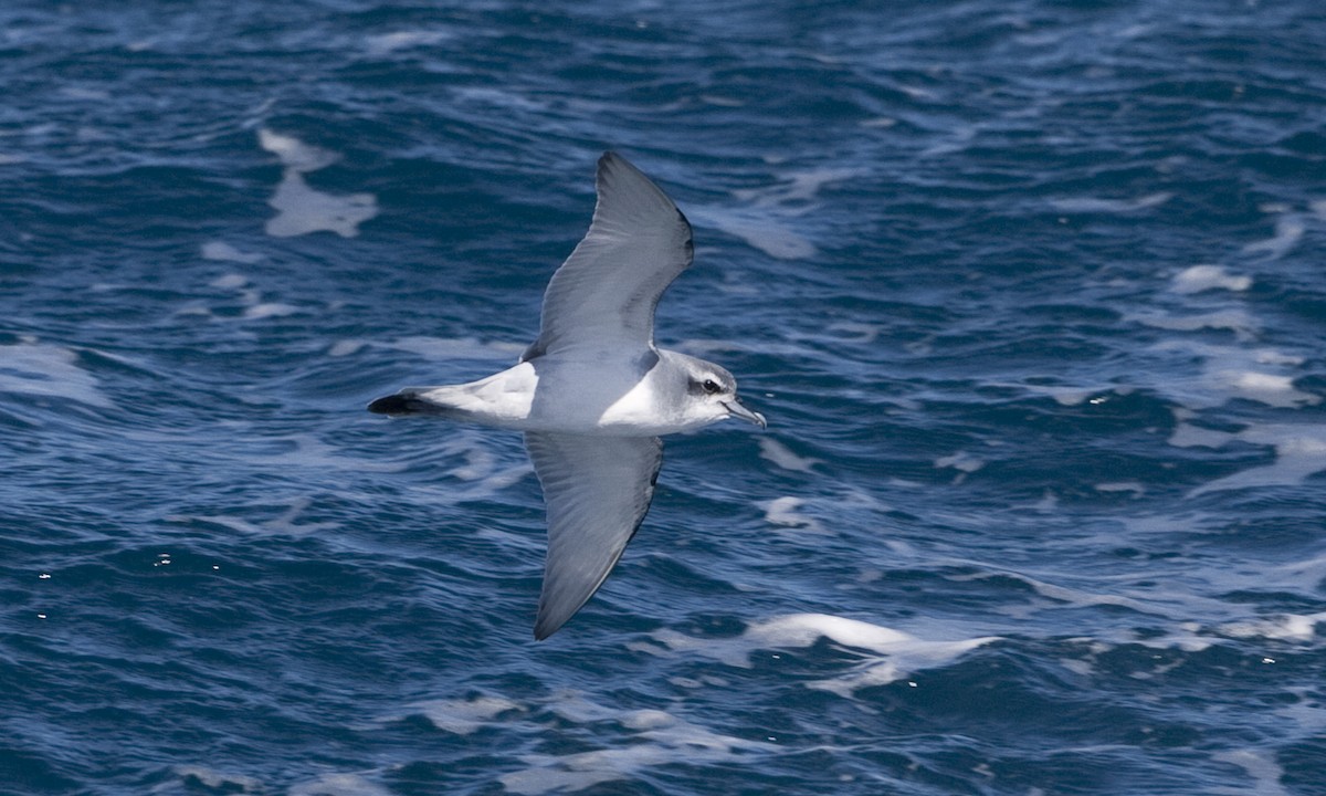 Antarctic Prion - ML60823961