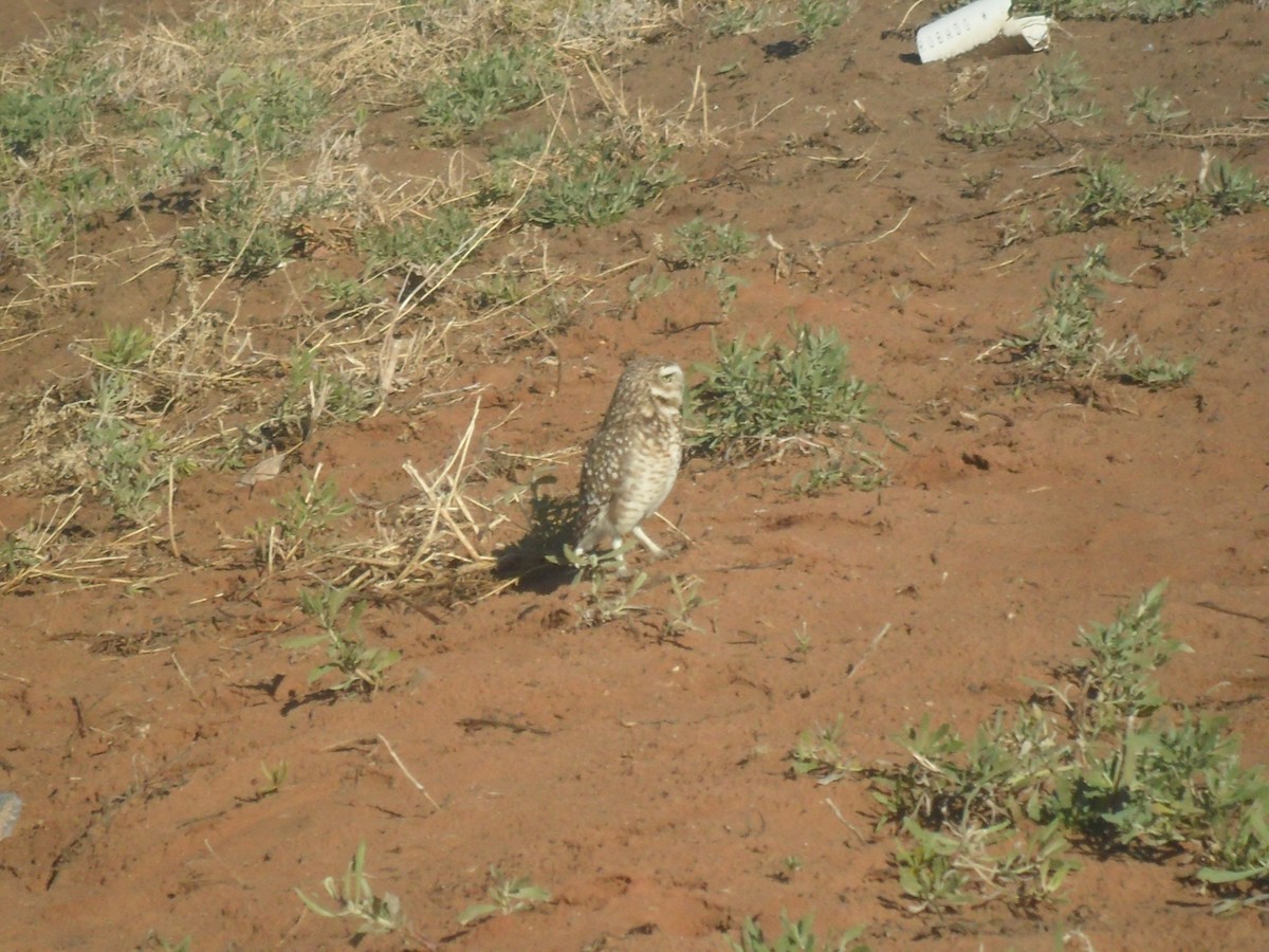 Burrowing Owl - ML608240841