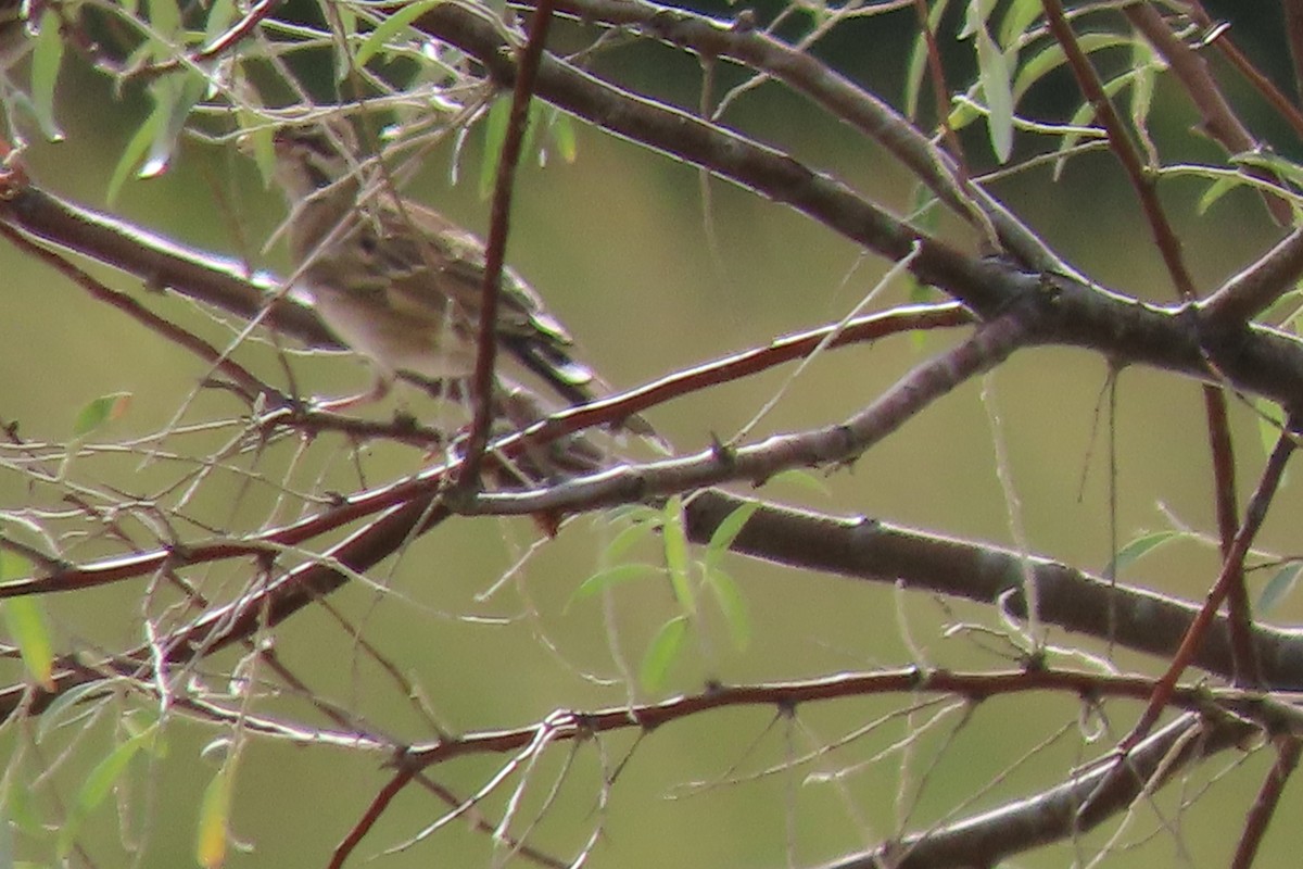 Lark Sparrow - ML608242091