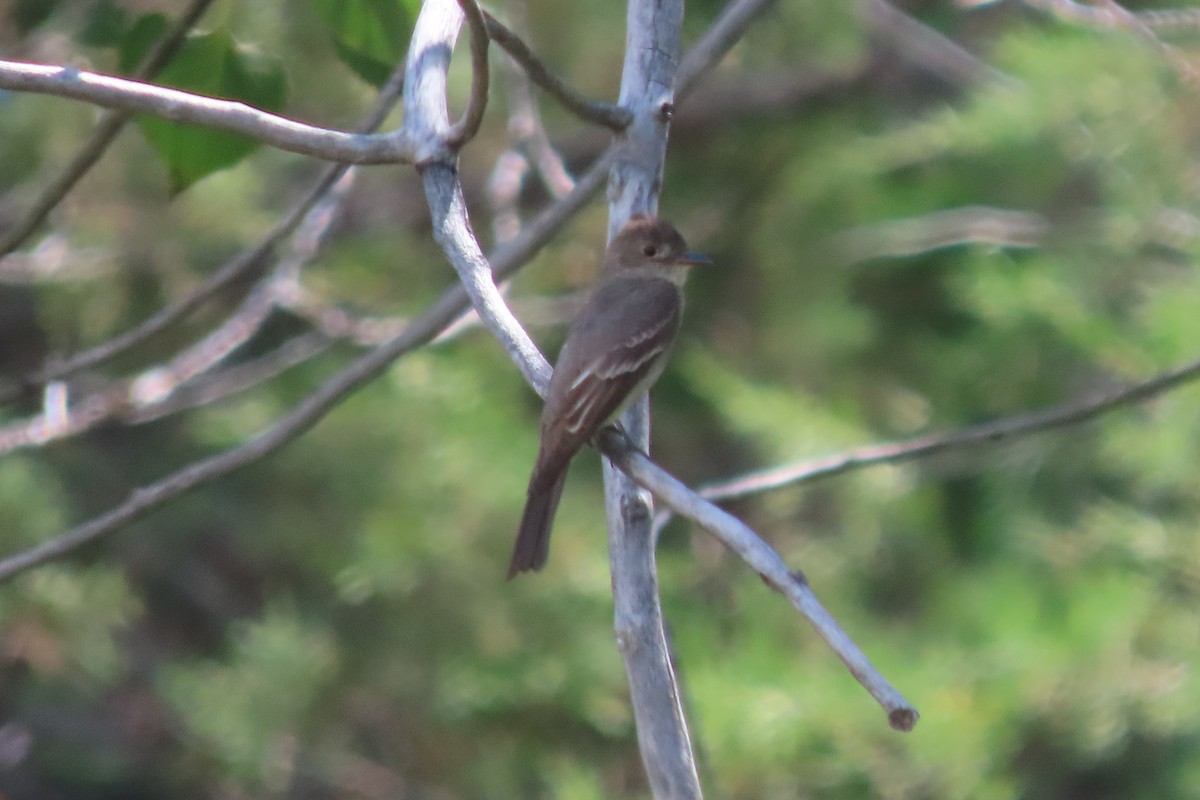 Western Wood-Pewee - ML608242191