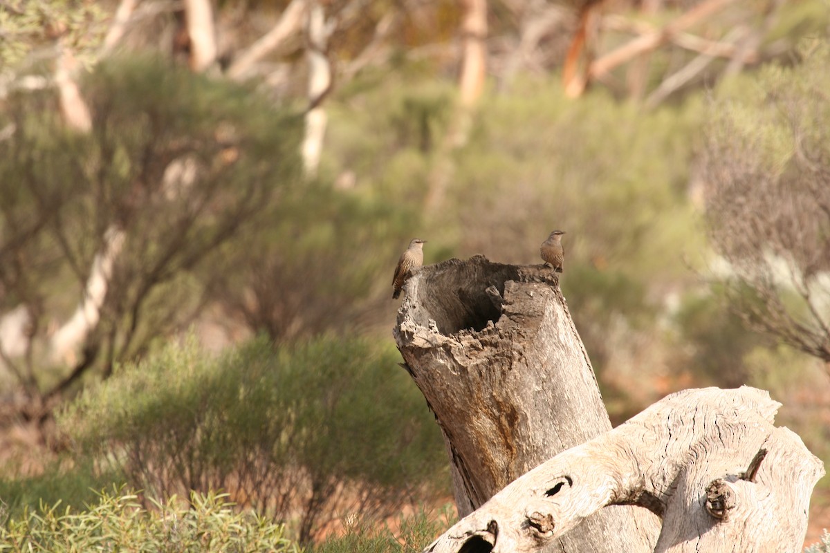 Brown Treecreeper - ML608242581