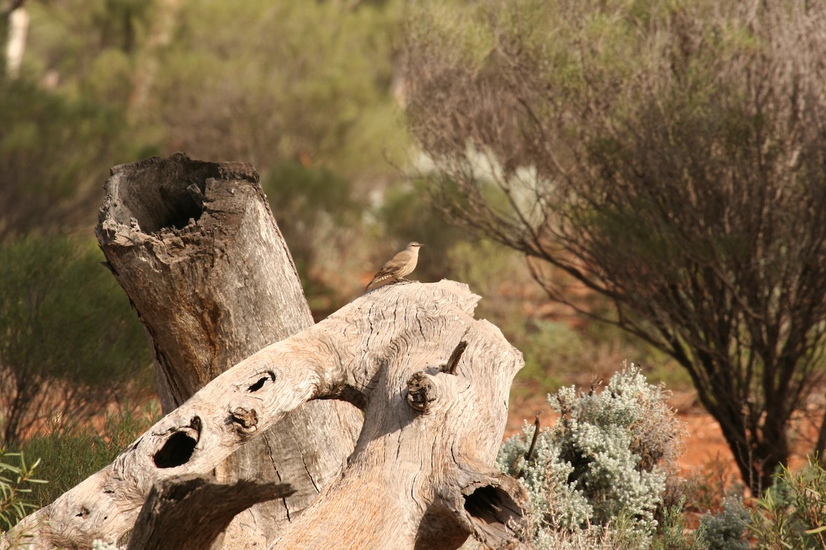 Brown Treecreeper - Charles Davies