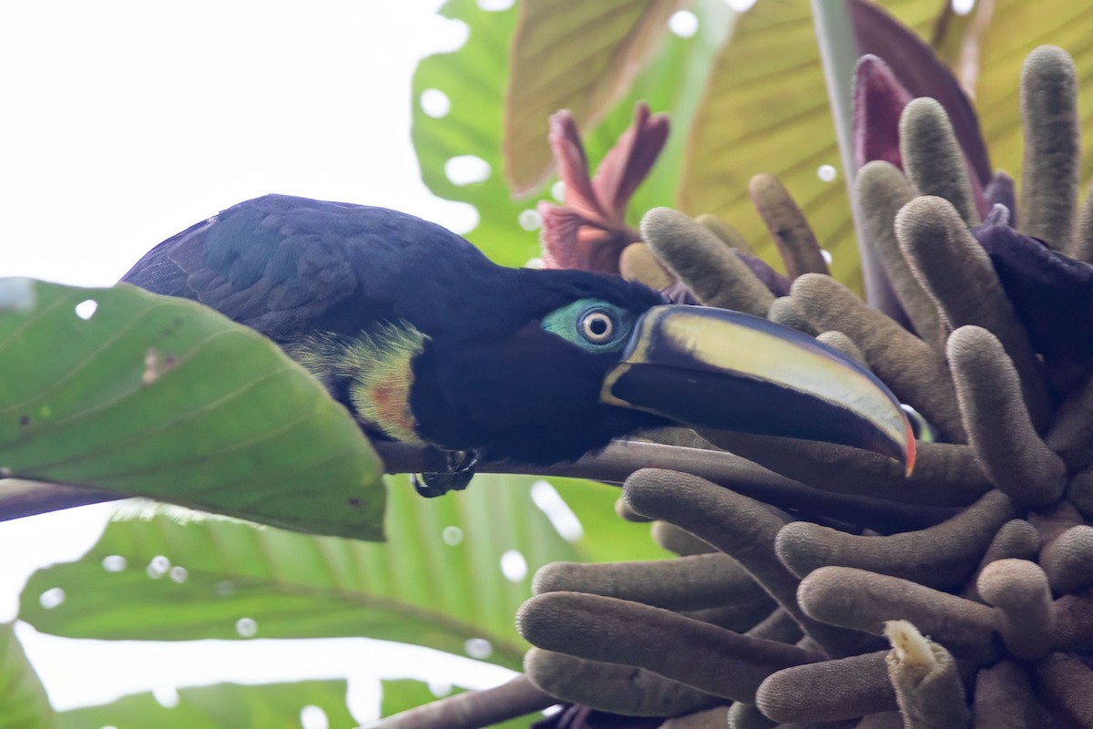 Many-banded Aracari - ML608242861