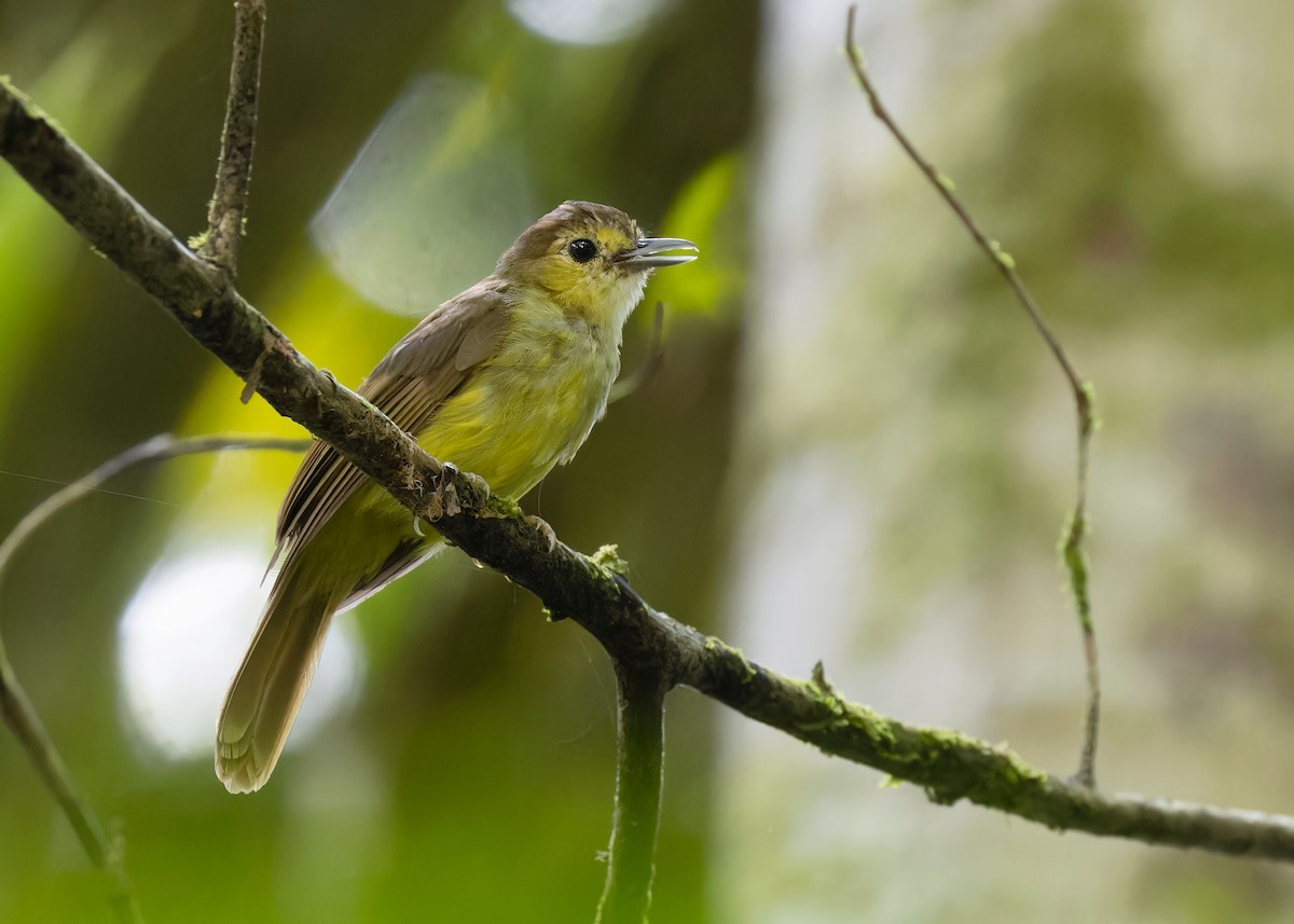 Hairy-backed Bulbul - Ayuwat Jearwattanakanok