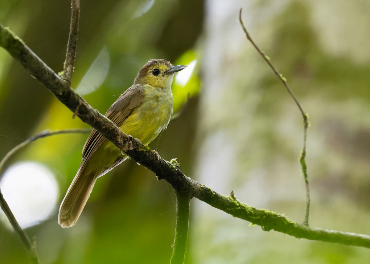 Hairy-backed Bulbul - Ayuwat Jearwattanakanok