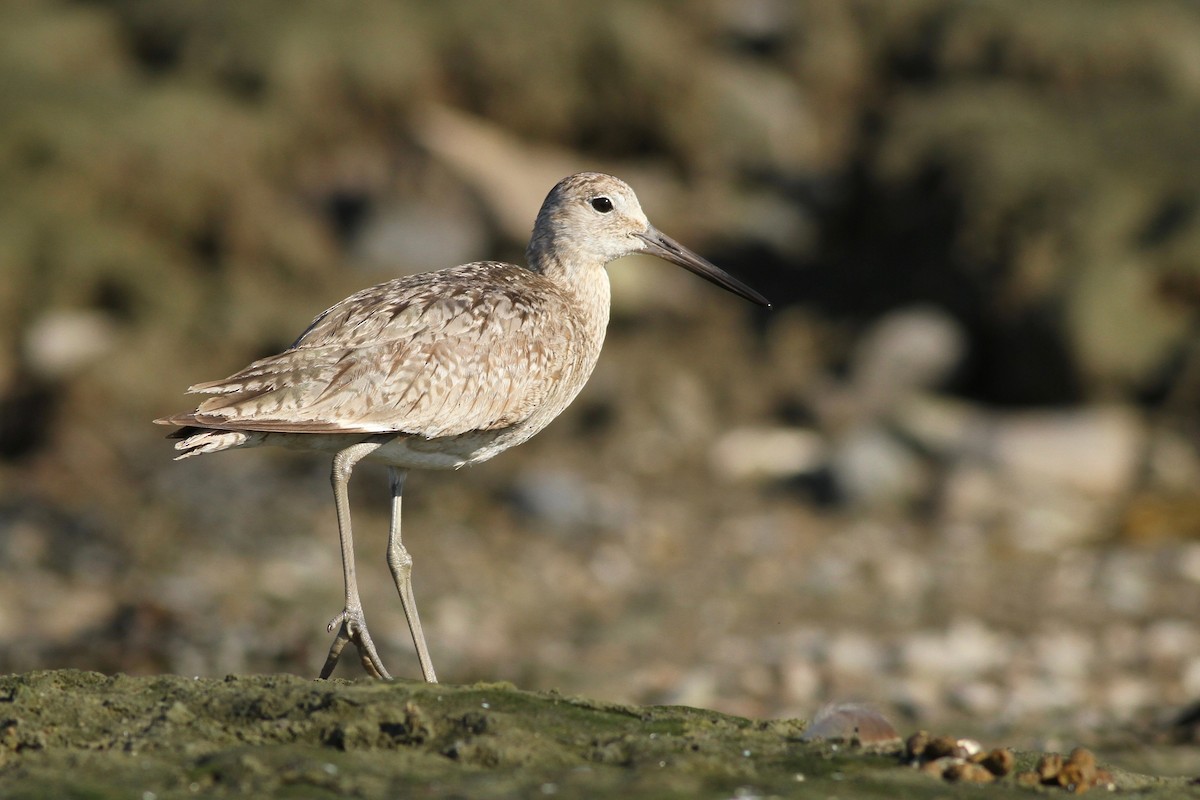 Playero Aliblanco (inornata) - ML60824341