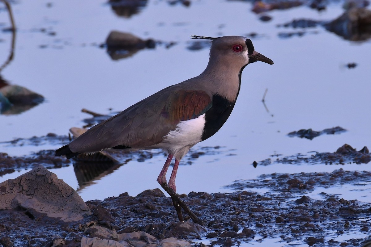 Southern Lapwing - Christian Engel