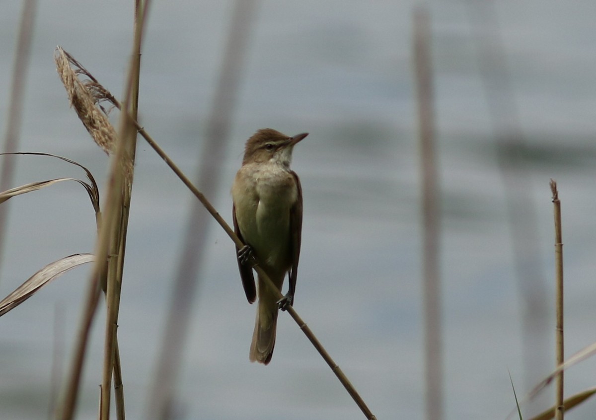 Great Reed Warbler - ML60824361