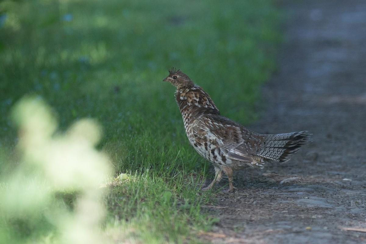 Ruffed Grouse - ML60824381