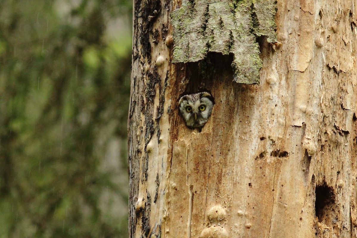 Boreal Owl (Tengmalm's) - Simon Feys