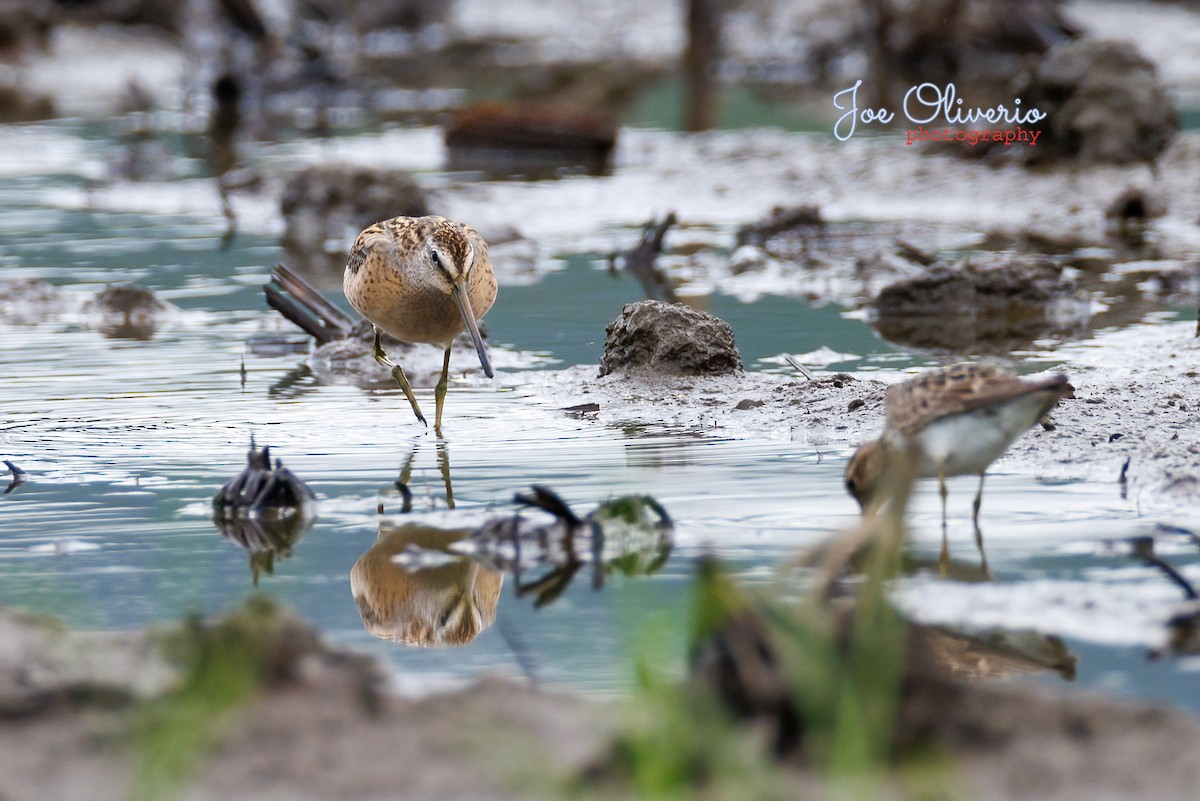 Short-billed Dowitcher - ML608244551