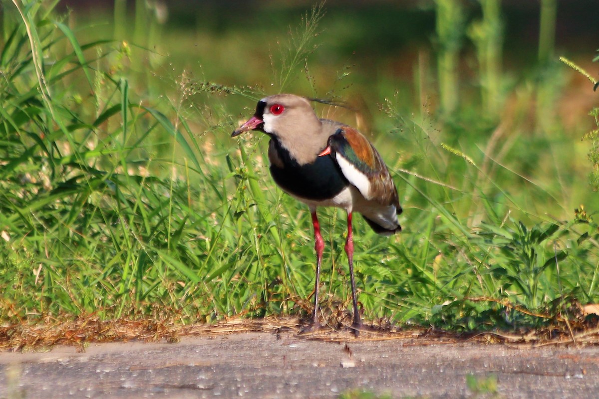 Southern Lapwing - ML608244561