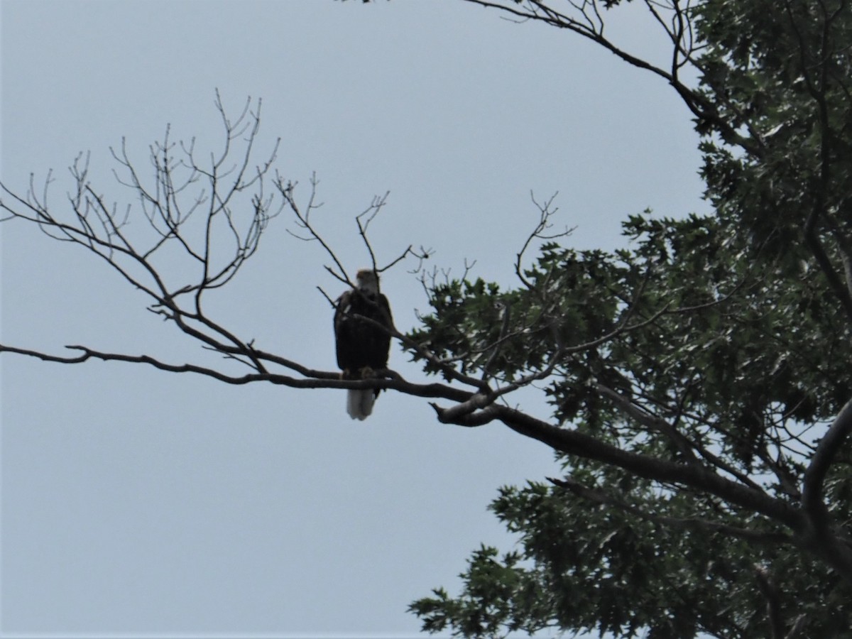 Bald Eagle - ML608244991