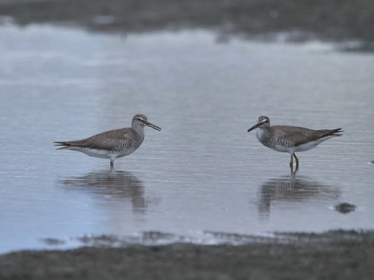 Gray-tailed Tattler - ML608245011