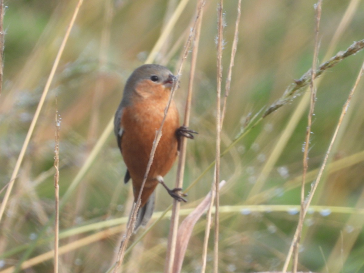 Tawny-bellied Seedeater - Más Aves