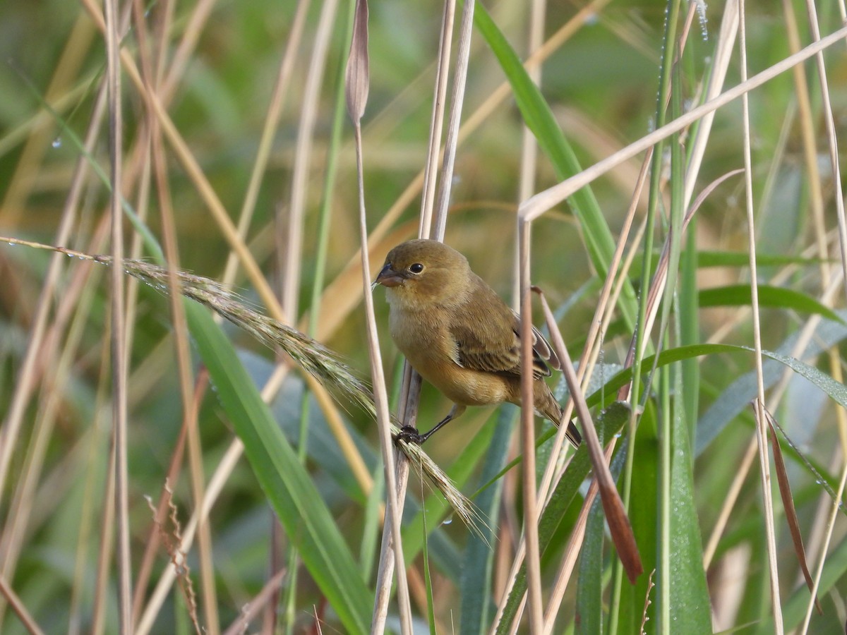 Tawny-bellied Seedeater - Más Aves